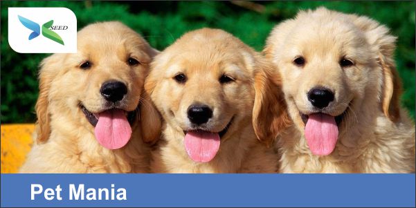 Pets Mania