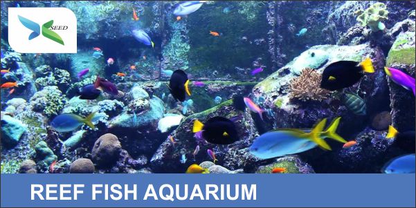 REEF FISH AQUARIUM