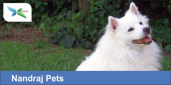Nandraj Pets