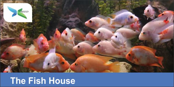 The Fish House