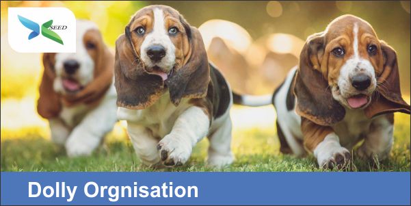 Dolly Orgnisation
